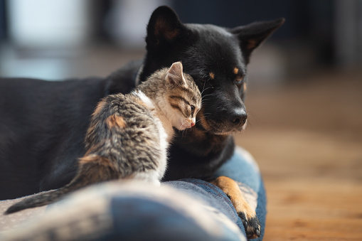 A young kitten rubbing up on her adopted Mama dog.