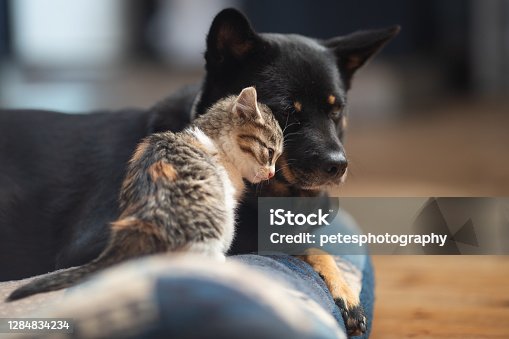 istock Baby kitten loving on a dog 1284834234