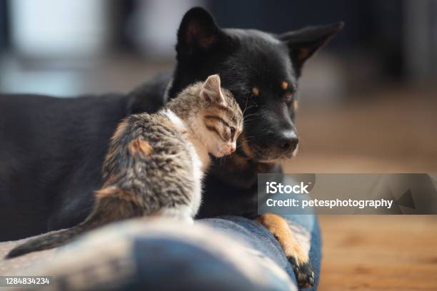 Baby Kitten Loving On A Dog Stock Photo - Download Image Now - Domestic Cat, Happiness, Pet Adoption