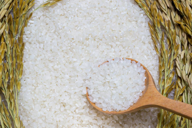 istock Rice used for sushi. Short Grain Sushi Koshihikari Rice. High resolution. 1284834970