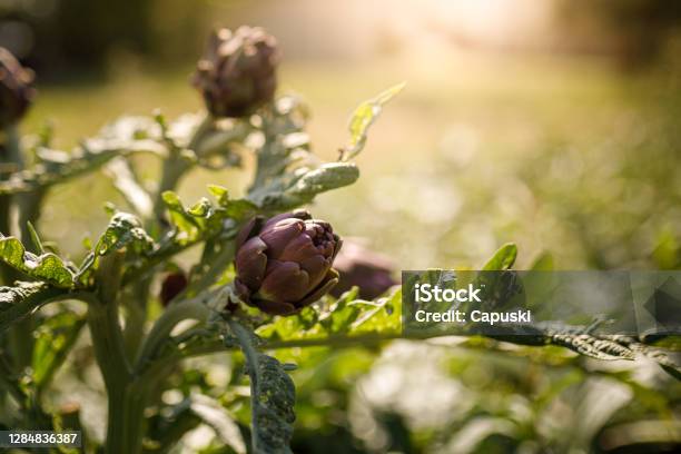 Artichoke Hearts In The Sunshine Stock Photo - Download Image Now - Artichoke, Agriculture, Artichoke Heart