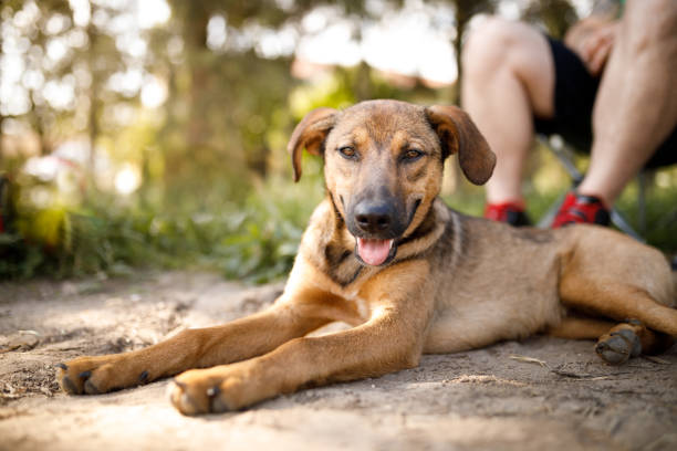 Dog looking at camera lying on ground