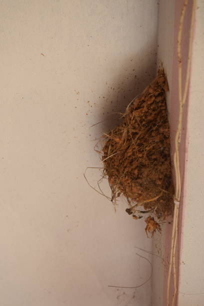 istock House sparrow nest 1284837311
