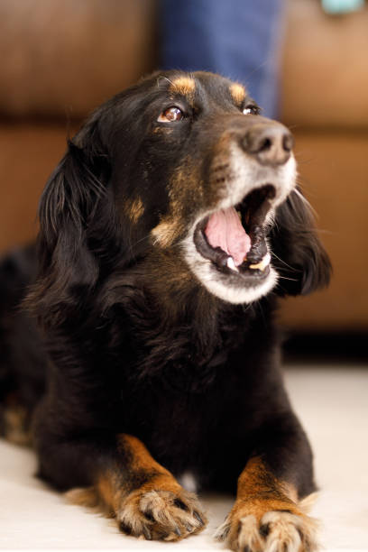 istock Dog lying on and yawning 1284838081