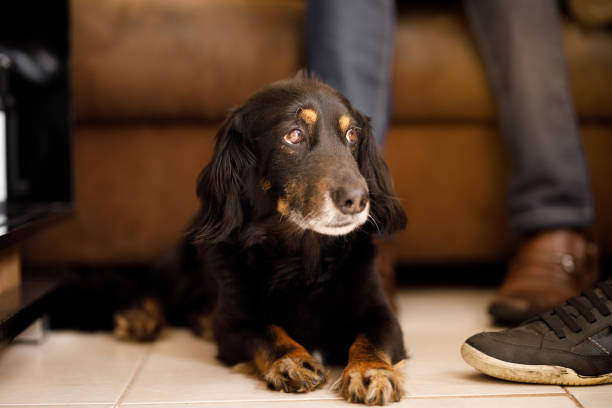 istock Dog lying on next to owners shoes 1284838088