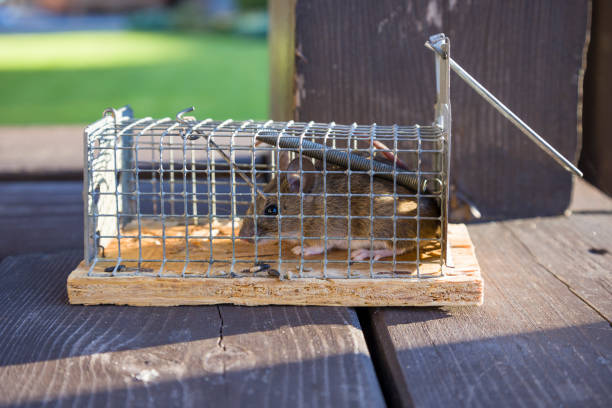 istock Mouse in mousetrap, rat cage on natural background. Rodent and pest control concept. 1284838257