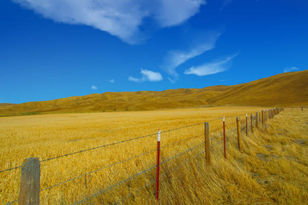 Beautiful Wheat Field-Central California