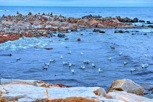 Gulls along the Rocky Maine Coast