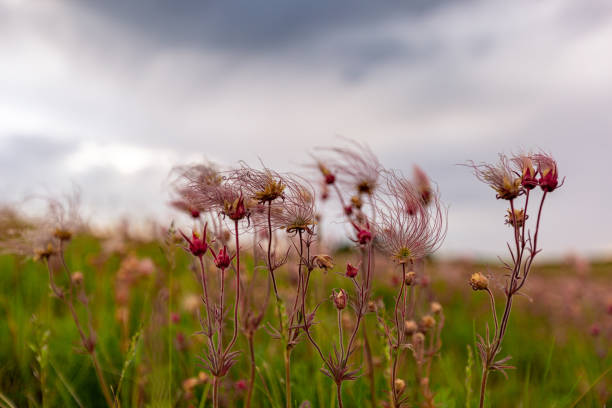 istock Prairie Smoke in Manitoba 1284838439