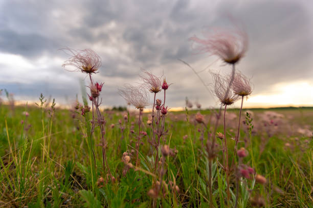 Prairie Smoke aka Geum triflorum