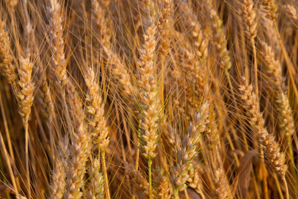 Wheat ready for harvest-Howard County Indiana