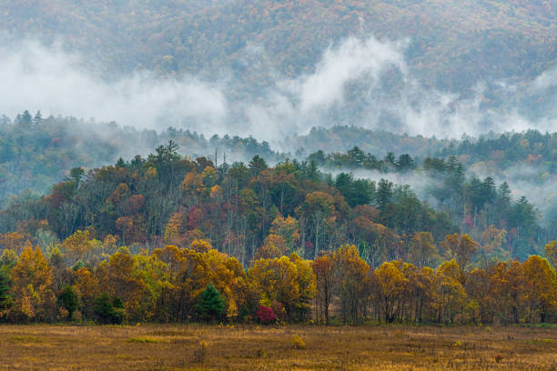 morgennebel in den smoky mountains - great smoky mountains great smoky mountains national park fog mountain stock-fotos und bilder