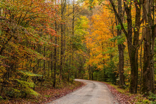 Road to Autumn A road into the fall colors in the Tremont Area of the Great Smoky Mountains National Park, Tennessee. camel colored stock pictures, royalty-free photos & images