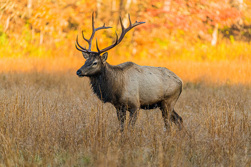 An elk standing near the woods in the Cataloochee area of the Great Smokey Mountains National Park,