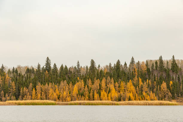 Tamarack Trees