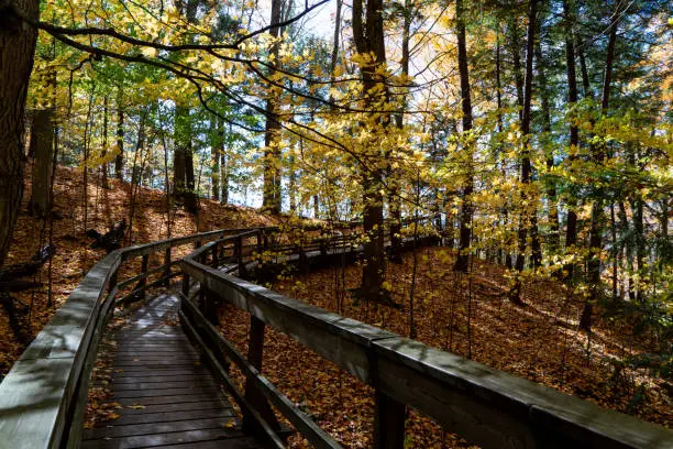 Photo of Autumn forest pathway at Kortright Centre Conservation, Woodbridge, Vaughan, Canada