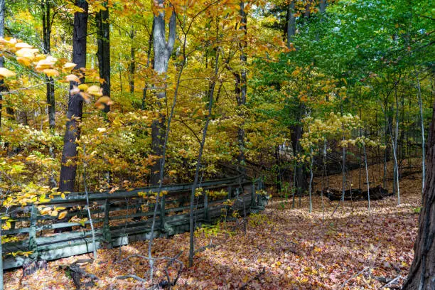 Photo of Autumn forest pathway at Kortright Centre Conservation, Woodbridge, Vaughan, Canada