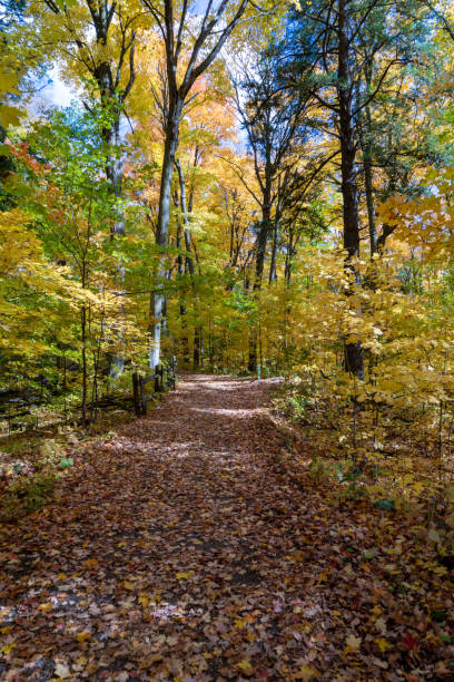 istock Autumn forest pathway at Kortright Centre Conservation, Woodbridge, Vaughan, Canada 1284840118
