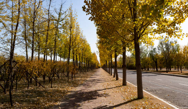 istock autumn woodland 1284840171
