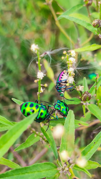 istock beautiful insects on flower plant 1284840963