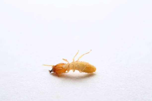 istock Termites die on the white background. House-breaking insects . 1284841921
