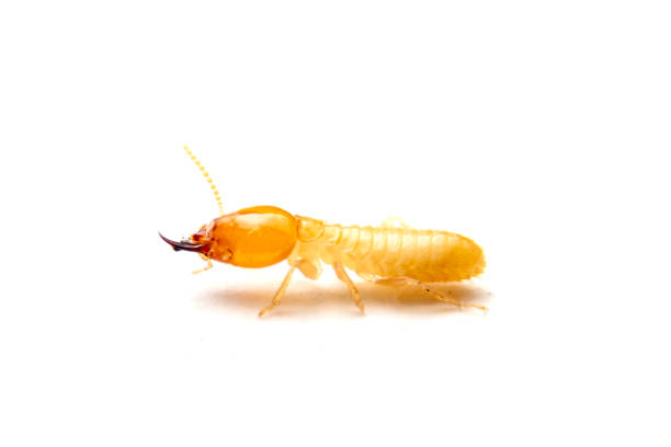 istock Close up of the Small termite on white background. Side view og the Termites isolate on white background. 1284841922