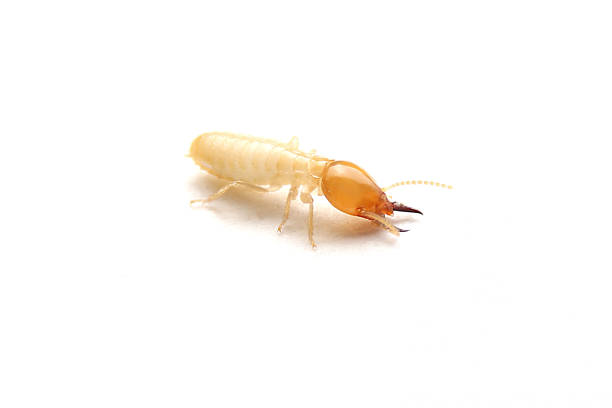 close up of the small termite on white background. side view og the termites isolate on white background. - termite wood damaged rotting imagens e fotografias de stock