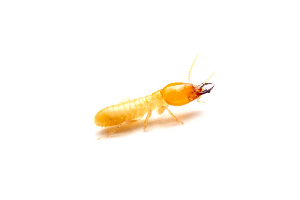 close up of the small termite on white background. side view og the termites isolate on white background. - termite wood damaged rotting imagens e fotografias de stock
