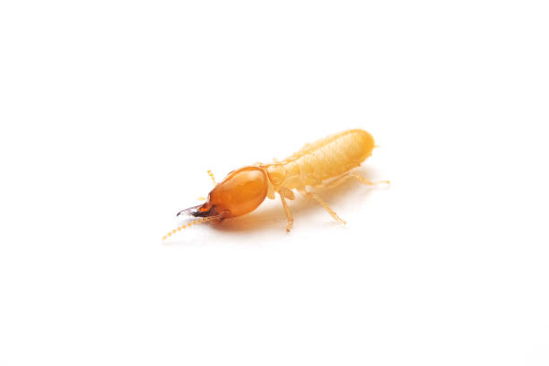 istock Close up of the Small termite on white background. Side view og the Termites isolate on white background. 1284841928