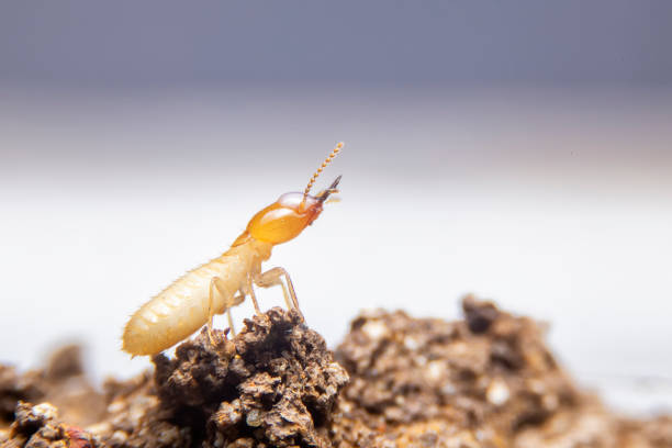 der kleine termit auf verfallendem holz. der termit e. boden sucht nach nahrung, um die larven in der höhle zu füttern. - termite soil stock-fotos und bilder