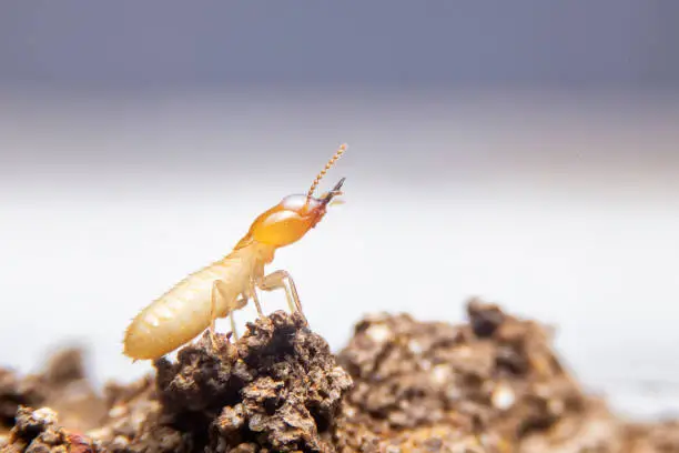 The small termite on decaying timber. The termite on the ground is searching for food to feed the larvae in the cavity.