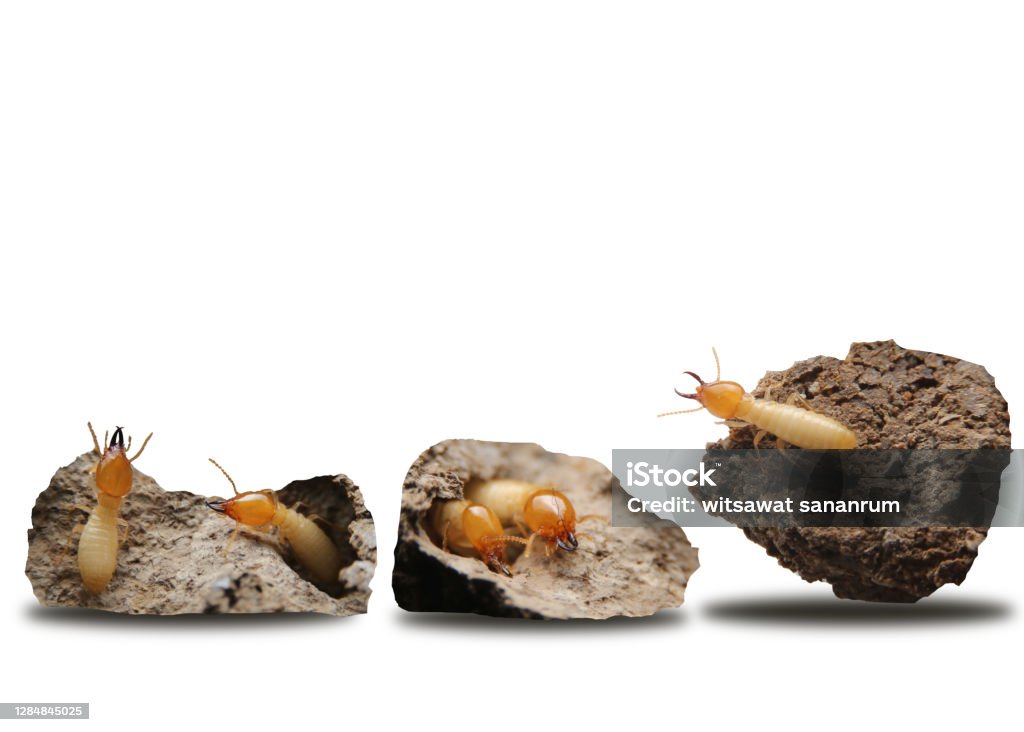 Collection of the Termites in the nest isolate on white background. Termite Mound Stock Photo
