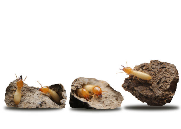 collection of the termites in the nest isolate on white background. - termite wood damaged rotting imagens e fotografias de stock