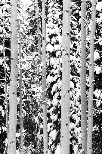 Frosted Winter Tree Landscape - Fresh snow on evergreen trees in mountain forest. Winter wonderland scenic.