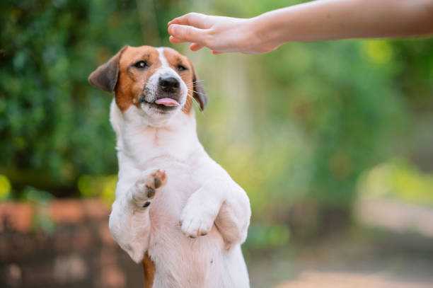 istock Lets have fun my lovely jack 1284846096
