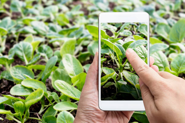Smart farming agribusiness and technology. Farmer hand using smart phone scanning track application detail of plant growing produce agricultural farm for verify quality between producer and consumer. agronegocios y tecnología agrícolas inteligentes. agricultor a mano utilizando el teléfono inteligente escaneo pista detalle de la aplicación de la planta de cultivo de productos agrícolas para verificar la calidad entre el productor y el consumidor.