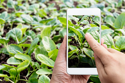 Smart farming agribusiness and technology. Farmer hand using smart phone scanning track application detail of plant growing produce agricultural farm for verify quality between producer and consumer.