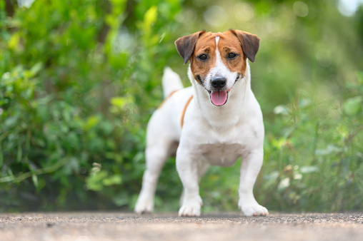 Jack Russell Terrier jugando en hierba verde photo