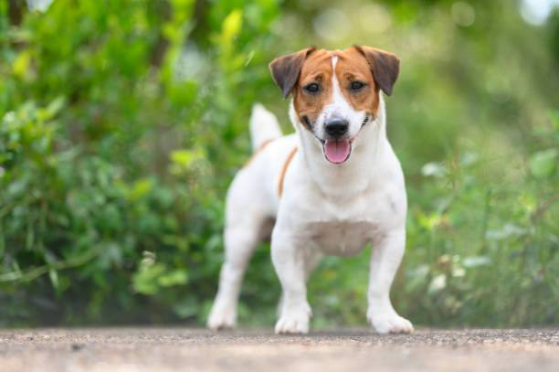 jack russell terrier jouant sur l’herbe verte - terrier jack russell photos et images de collection