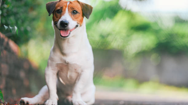 istock Cute happy dog playing with a stick 1284846791