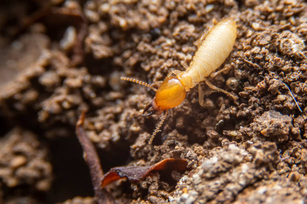 istock Selective focus of the small termite on decaying timber. The termite on the ground is searching for food to feed the larvae in the cavity. 1284846851