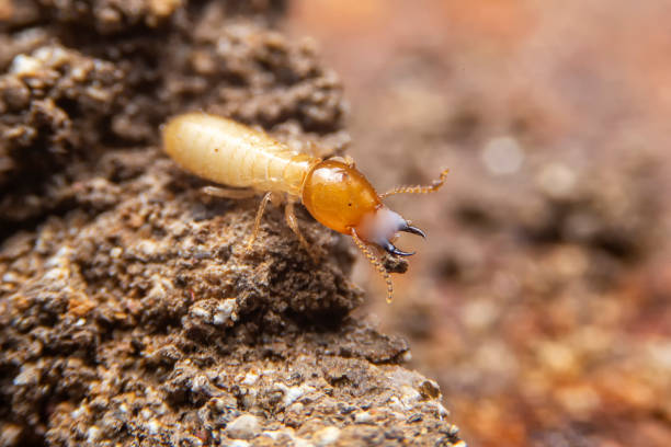 istock Selective focus of the small termite on decaying timber. The termite on the ground is searching for food to feed the larvae in the cavity. 1284846856