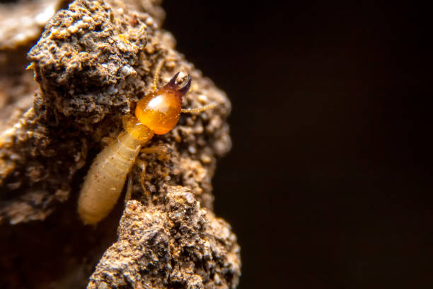 istock Selective focus of the small termite on decaying timber. The termite on the ground is searching for food to feed the larvae in the cavity. 1284846863