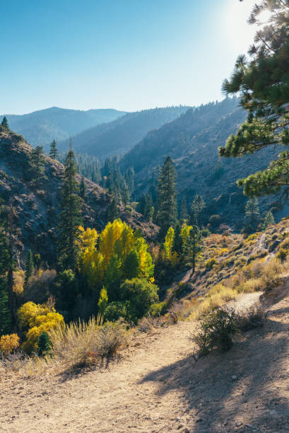 헌터 크릭 가을 색상 하이킹 - nevada pine tree autumn landscape 뉴스 사진 이미지