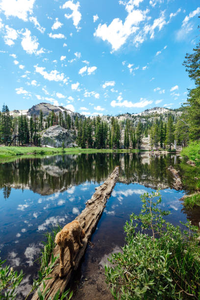 squaw valley shirley lake summer - nevada landscape rock tree imagens e fotografias de stock