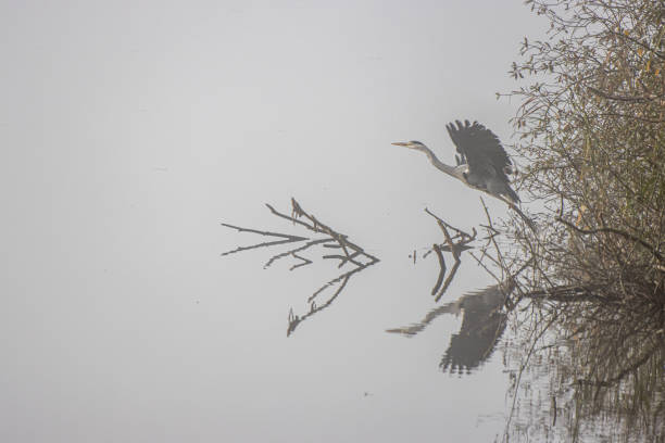 a grey heron flies away close above a lake
