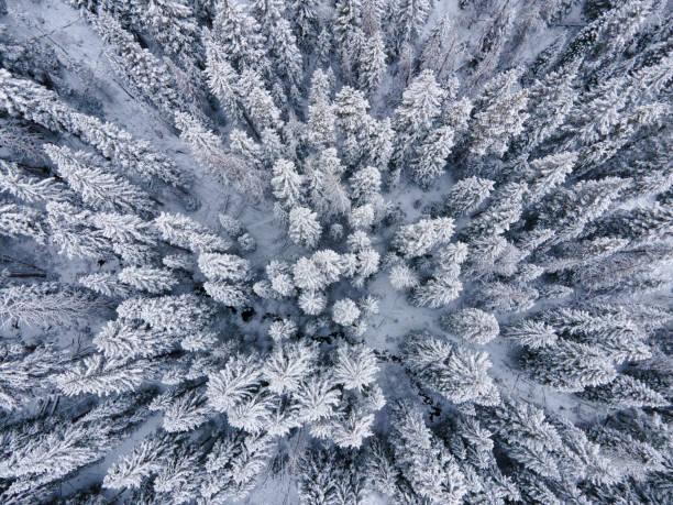 istock Snowy Frosted Evergreen Trees Forest Winter Landscape 1284849505