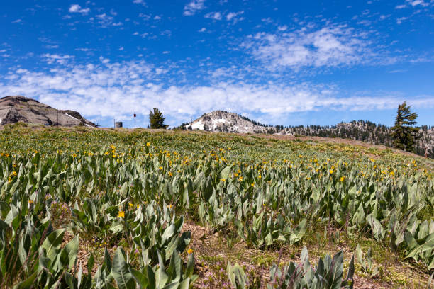 blumen auf dem squaw valley - squaw peak stock-fotos und bilder