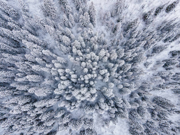 istock Snowy Frosted Evergreen Trees Forest Winter Landscape 1284850215