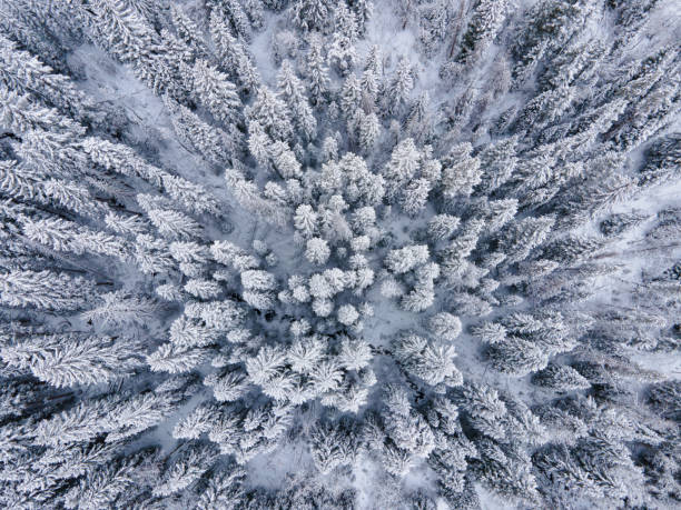 istock Snowy Frosted Evergreen Trees Forest Winter Landscape 1284850975